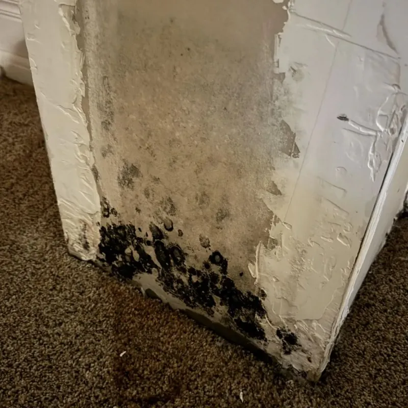 Professional Mold Removal in Tigard, OR
